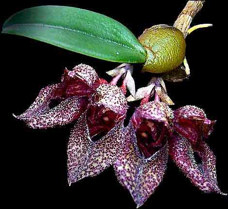Bulbophyllum frostii  
